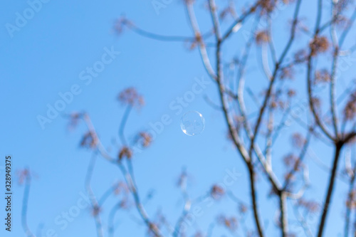 soap bubbles between tree branches