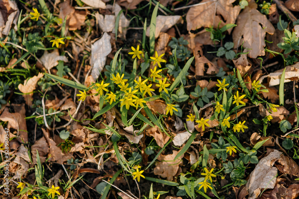 First wild spring flowers - Gagea lutea (yellow Star of Bethlehem) top view First wild spring flowers - Gagea lutea (yellow Star of Bethlehem) top view