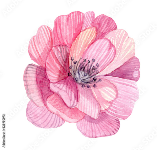 watercolor pink flower illustration isolated on white background