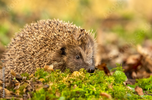 Hedgehog, wild, free roaming hedgehog on green moss, taken from a wildlife hide to monitor the health and poplulation of this favourite but declining mammal