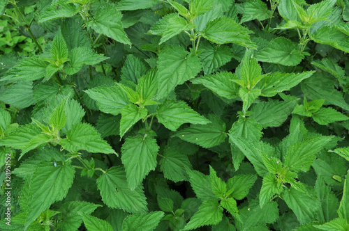 Natural overgrown nettles dioecious (Urtica dioica).
