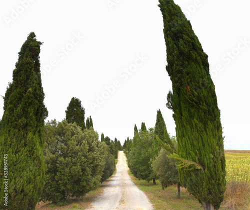 Mit Zypressen umsäumte Allee in der Crete Senesi photo