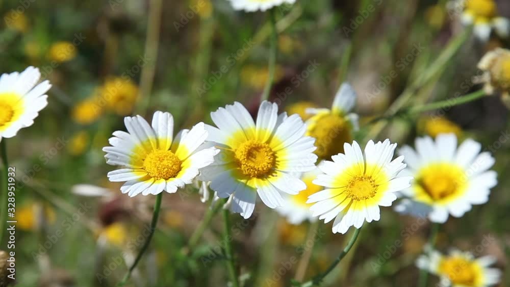 daisies field flowers with light breeze in a sunny day daisies field flowers with light breeze in a sunny day