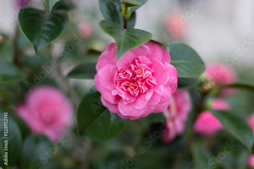 Camelia cor-de-rosa na   rvore