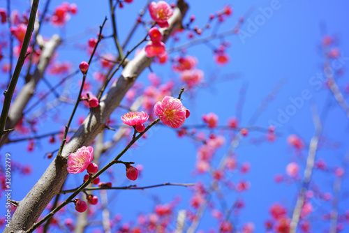 Pink flower blooms of the Japanese ume apricot tree, prunus mume