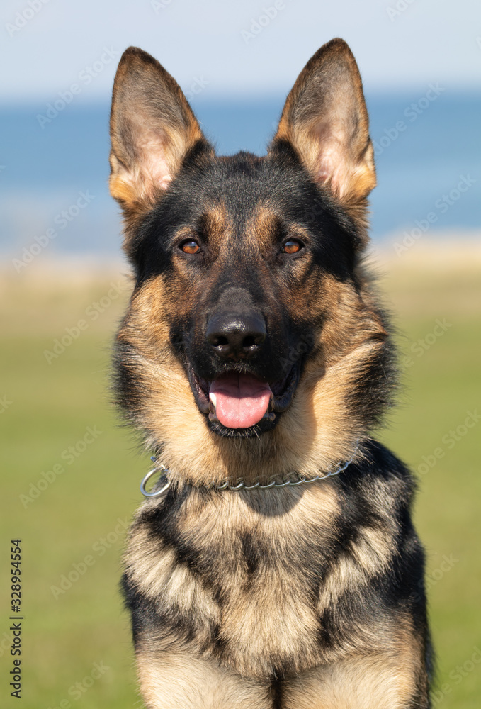 Kento the german shepherd dog