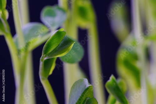 Fototapeta Naklejka Na Ścianę i Meble -  pea sprout