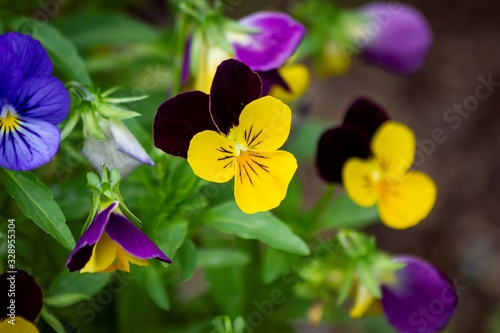 A portrait of a tricolor viola standing in between others of its kind which are out of focus. The flowers are yellow and purple  with black nerves. They are also called heartsease or wild pansy.