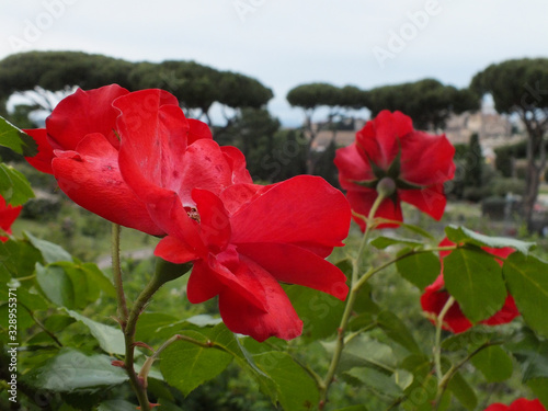Close-up of a big red rose flower.