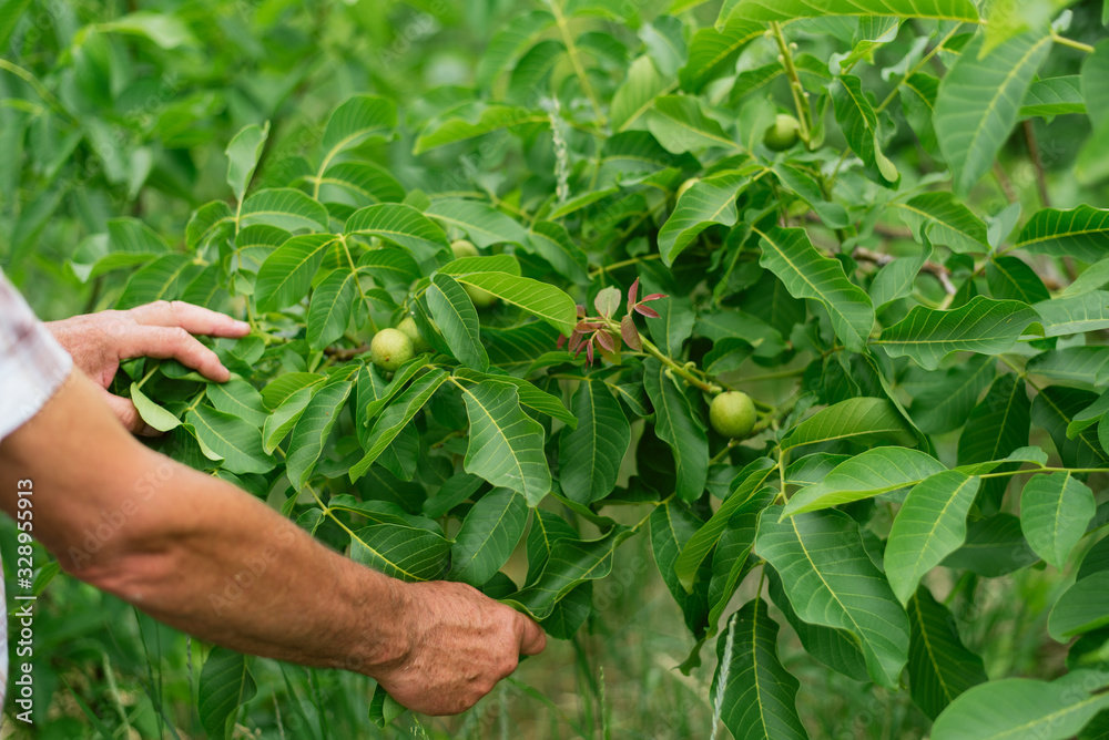 A man harvests from a tree. Gardener's hands touch walnuts hanging on a green tree A man harvests from a tree. Gardener's hands touch walnuts hanging on a green tree