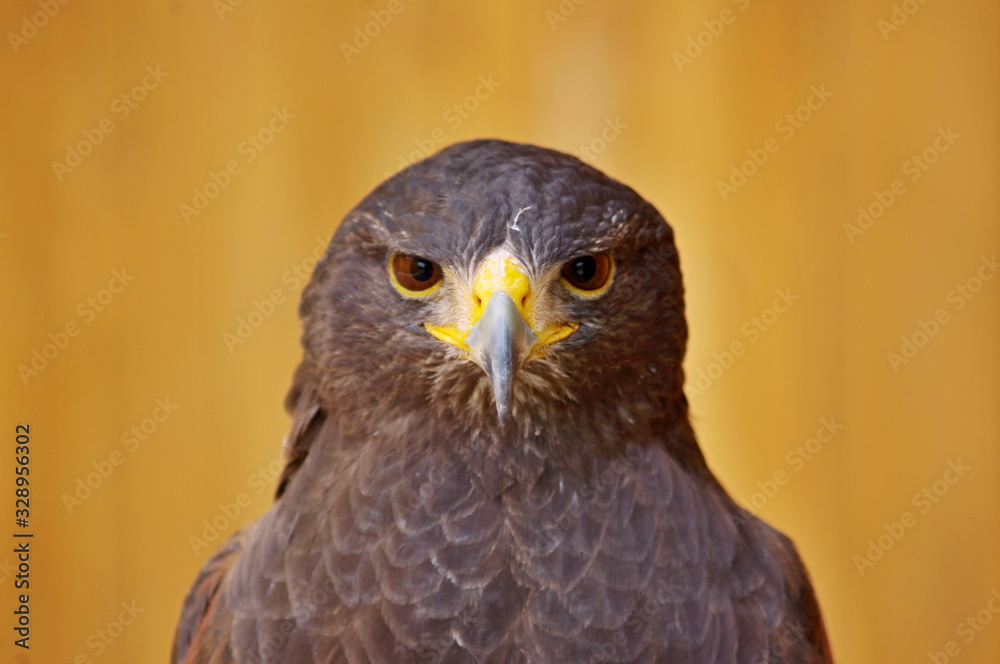 Steppe Eagle - Orel stepni - Aquila nipalensis 
