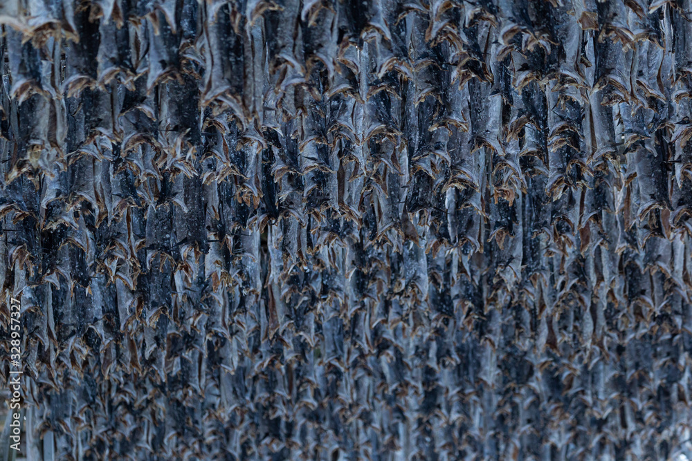 Drying cod in north of Norway