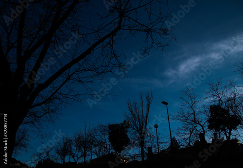 Sky and trees