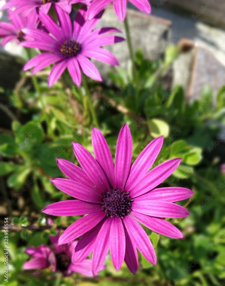 Obraz premium daisies in the garden