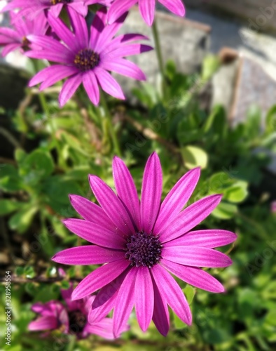 daisies in the garden