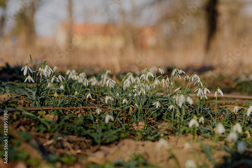 Flowers snowdrops in garden, Galanthus nivalis in spring forest.