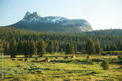 Group of deers in an open green grass meadow in summer, with snowed mountains in the background. Tuolumne Meadows, Yosemite National Park, California USA. photo