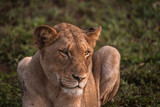 Full face view of young lion at sunrise