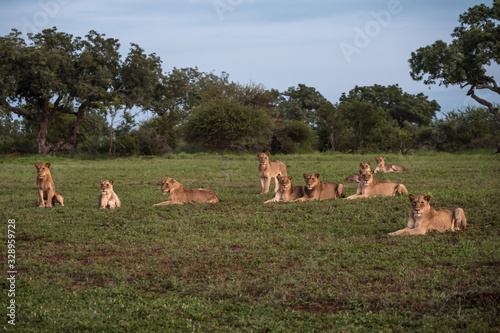 Lion Pride Ready for the Hunt photo