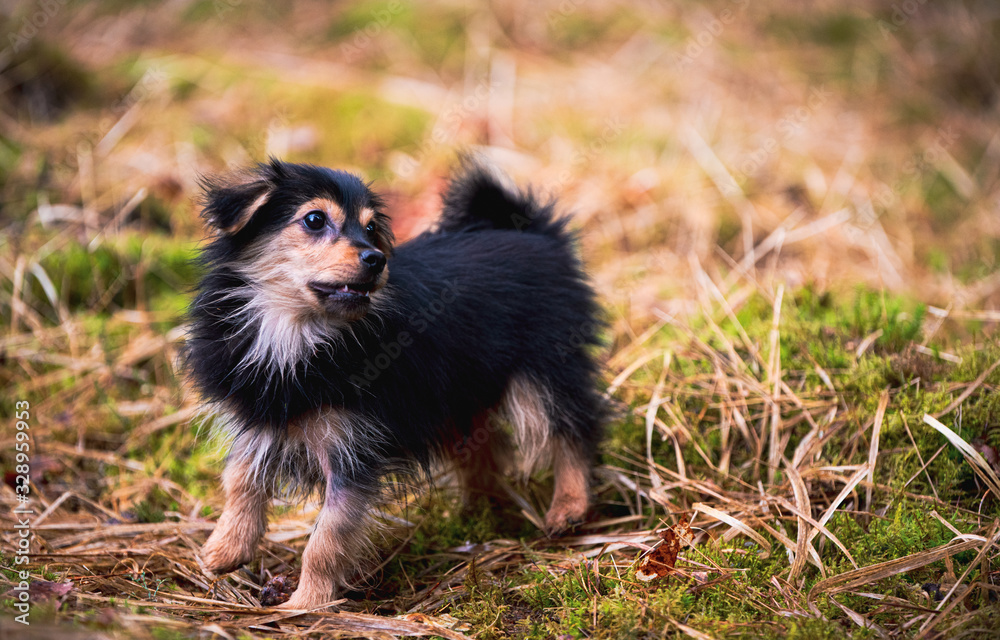 dog on grass dog on grass