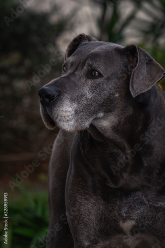 Olhar atento de cachorro cinza dogue alemão great danne