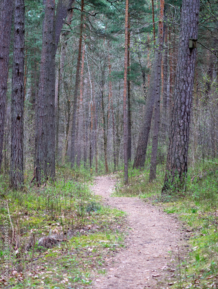Winding path in a dense pine forest Winding path in a dense pine forest