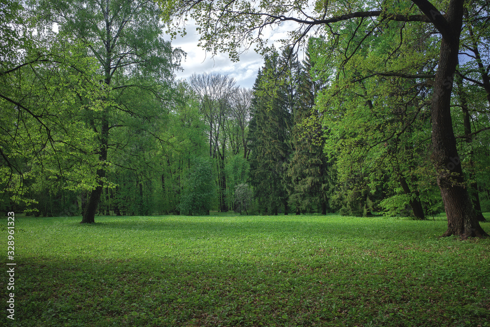 Beautiful meadow in a deciduous summer forest Beautiful meadow in a deciduous summer forest