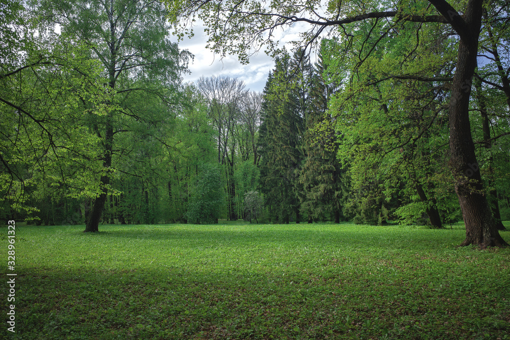 Beautiful meadow in a deciduous summer forest