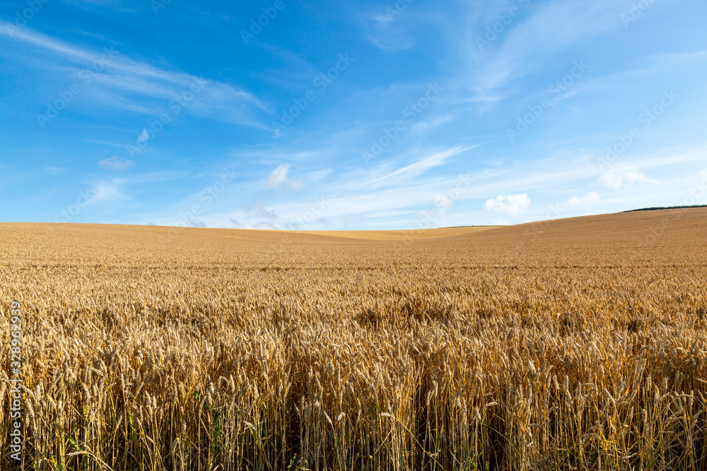 Golden fields of cereal crops in the summer sunshine
