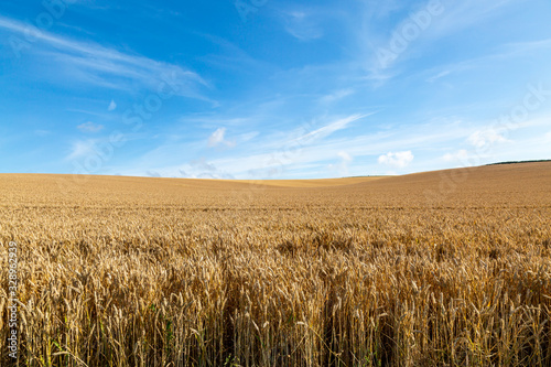 Golden fields of cereal crops in the summer sunshine © lemanieh