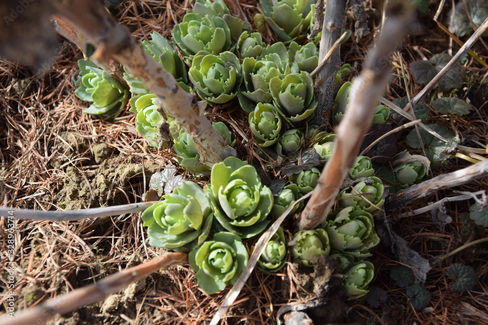 Fototapeta premium Rzochodnik wybijający się wczesną wiosną