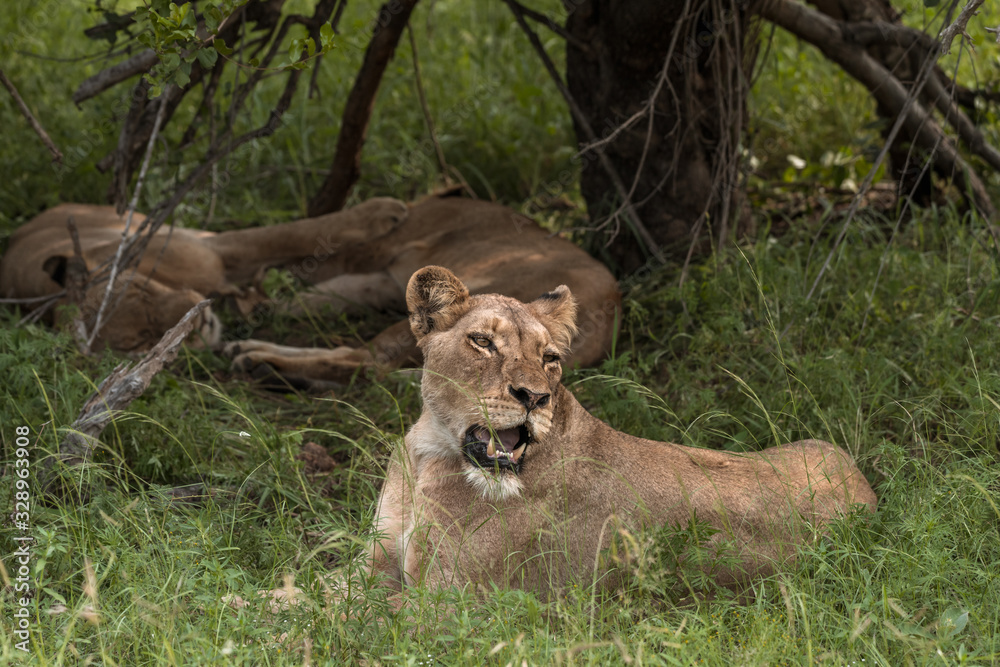 Female lion yawning with two lions lounging in the background Female lion yawning with two lions lounging in the background