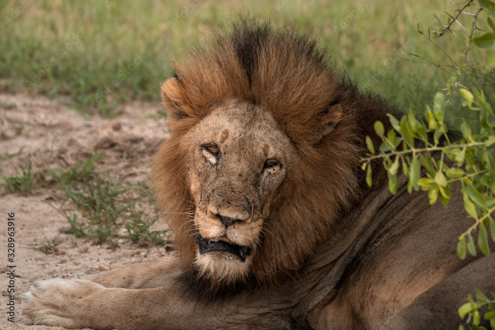 Obraz premium Head of a large male lion with full mane