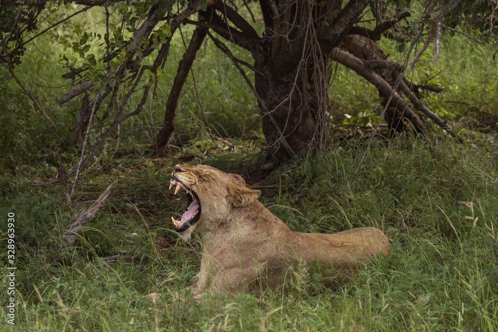 Big open mouth yawn from large female lion Big open mouth yawn from large female lion