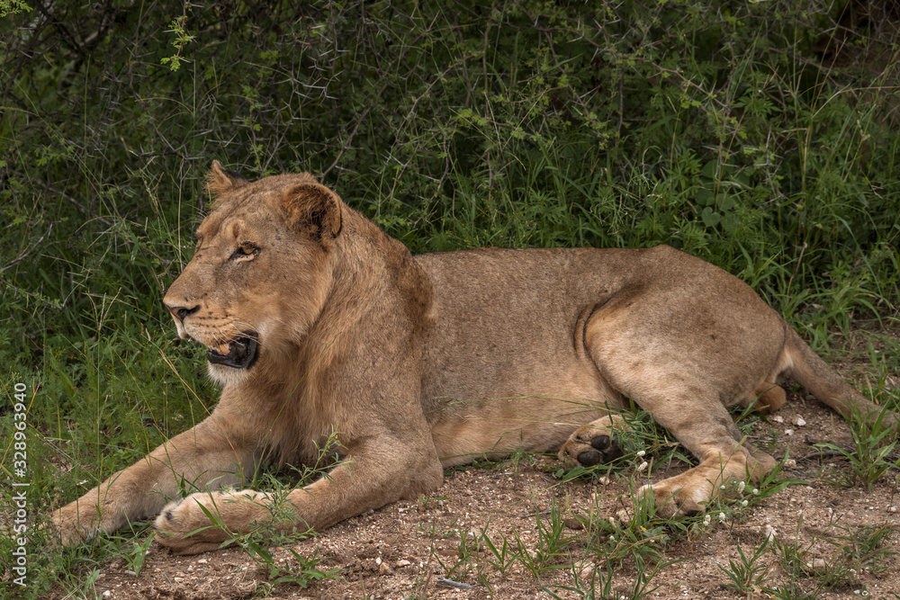 Young immature male lion still with the pride Young immature male lion still with the pride