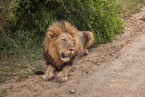 Mature male lion with full mane on roadside
