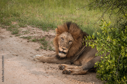 Full body view of the mature male lion of the southern pride