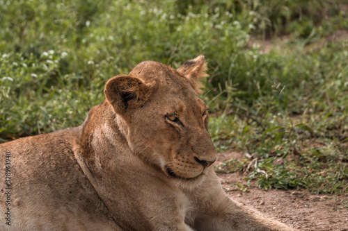 Closeup face view of Peaceful female lion
