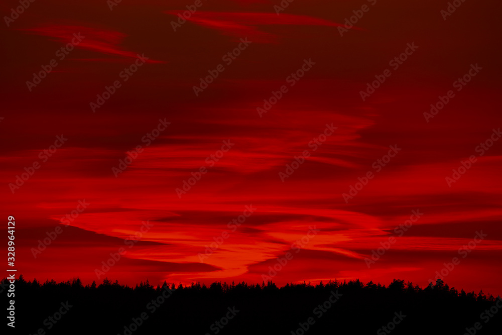 Sunset behind tree in the forest.