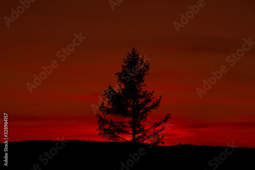 Sunset behind tree in the forest.