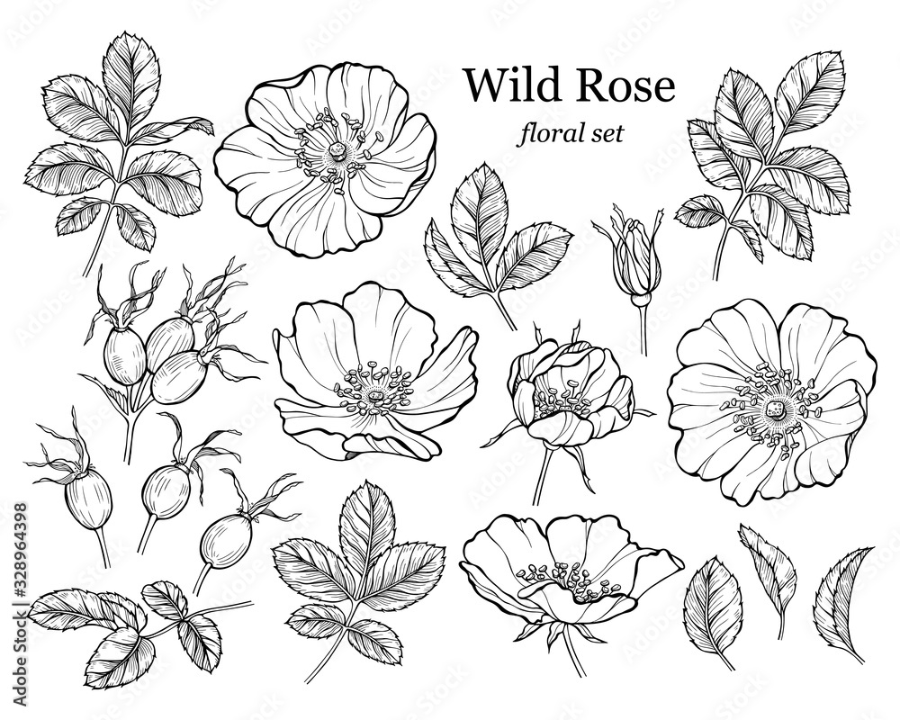 Wild rose flower set, line art drawing. Outline floral design ...