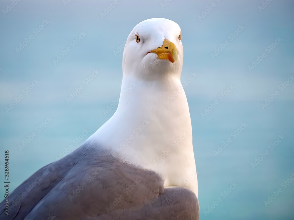 Obraz premium Fun with seagulls-portrait at the beach