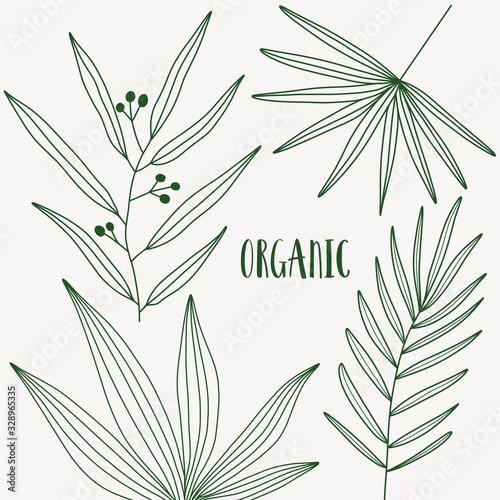 Plant nature hand drawn set. Collection botanical element.	