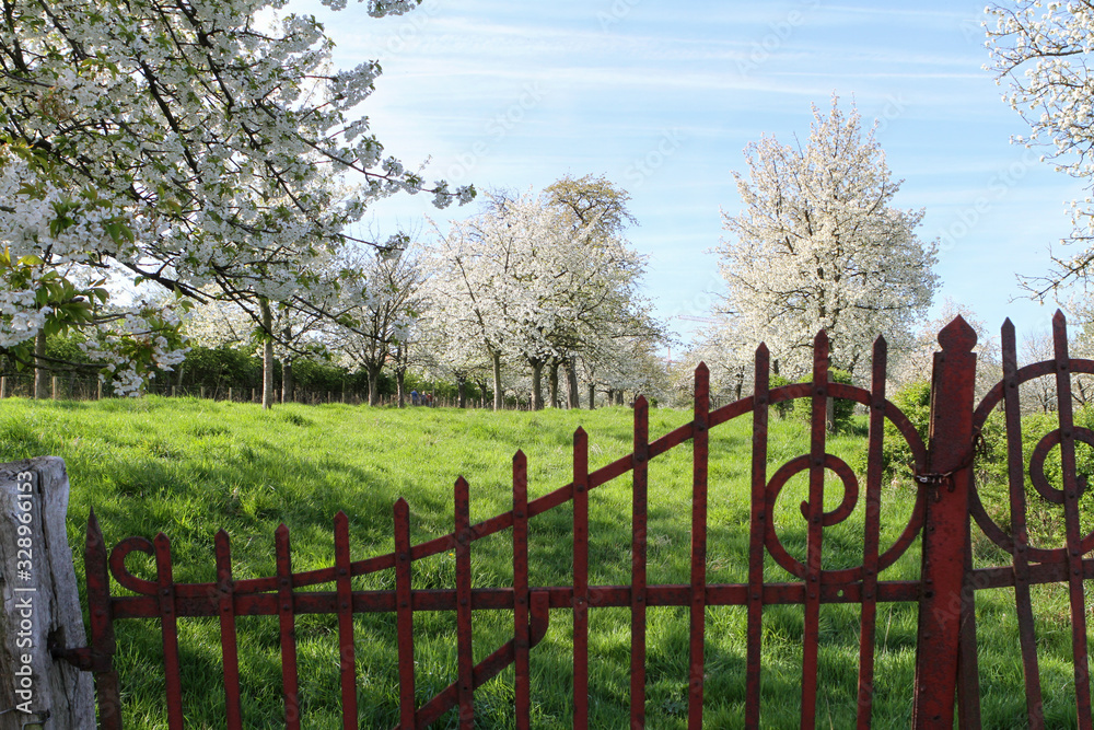 rusty gate giving access to an orchard with blossomed fruit trees