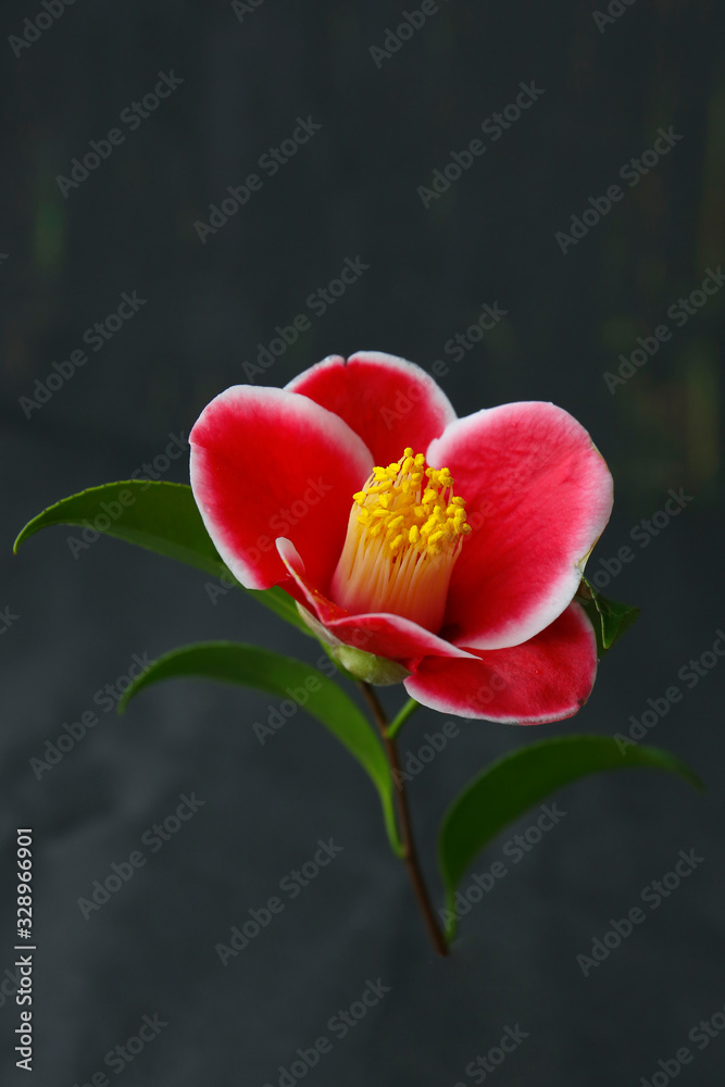 red camellia flowers on a dark background red camellia flowers on a dark background