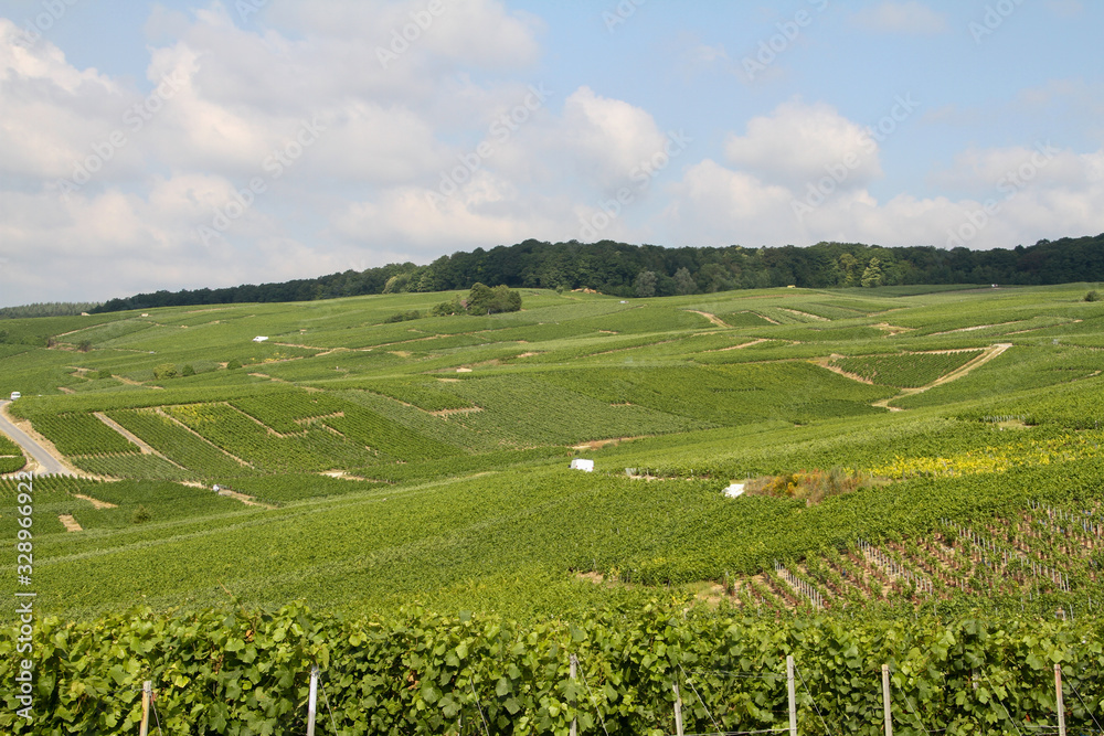  vast vineyards with forests in the background against a blue sky