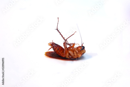 cockroach upside down on white background