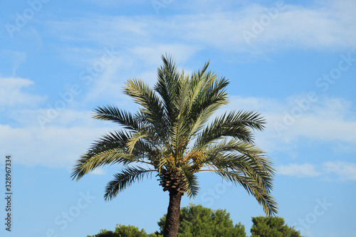 Coconut palm tree