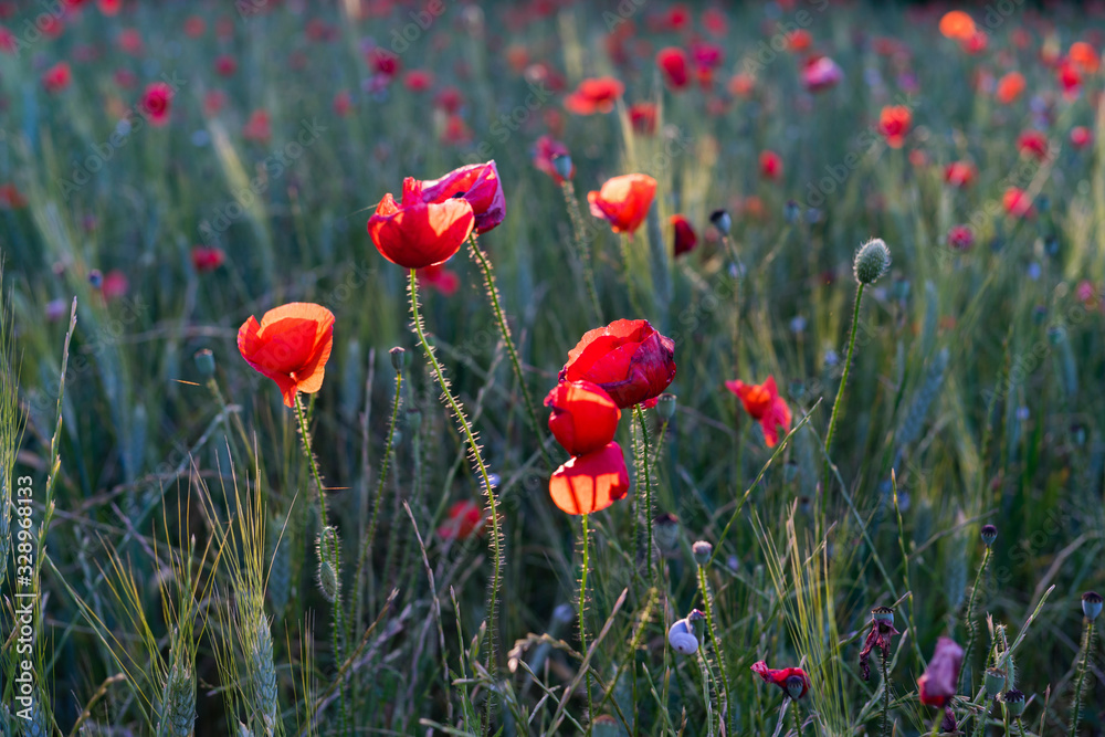 Obraz premium poppies in a field