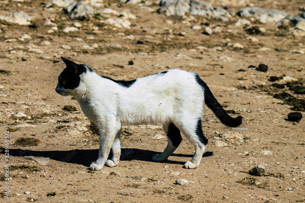Cats of Cyprus